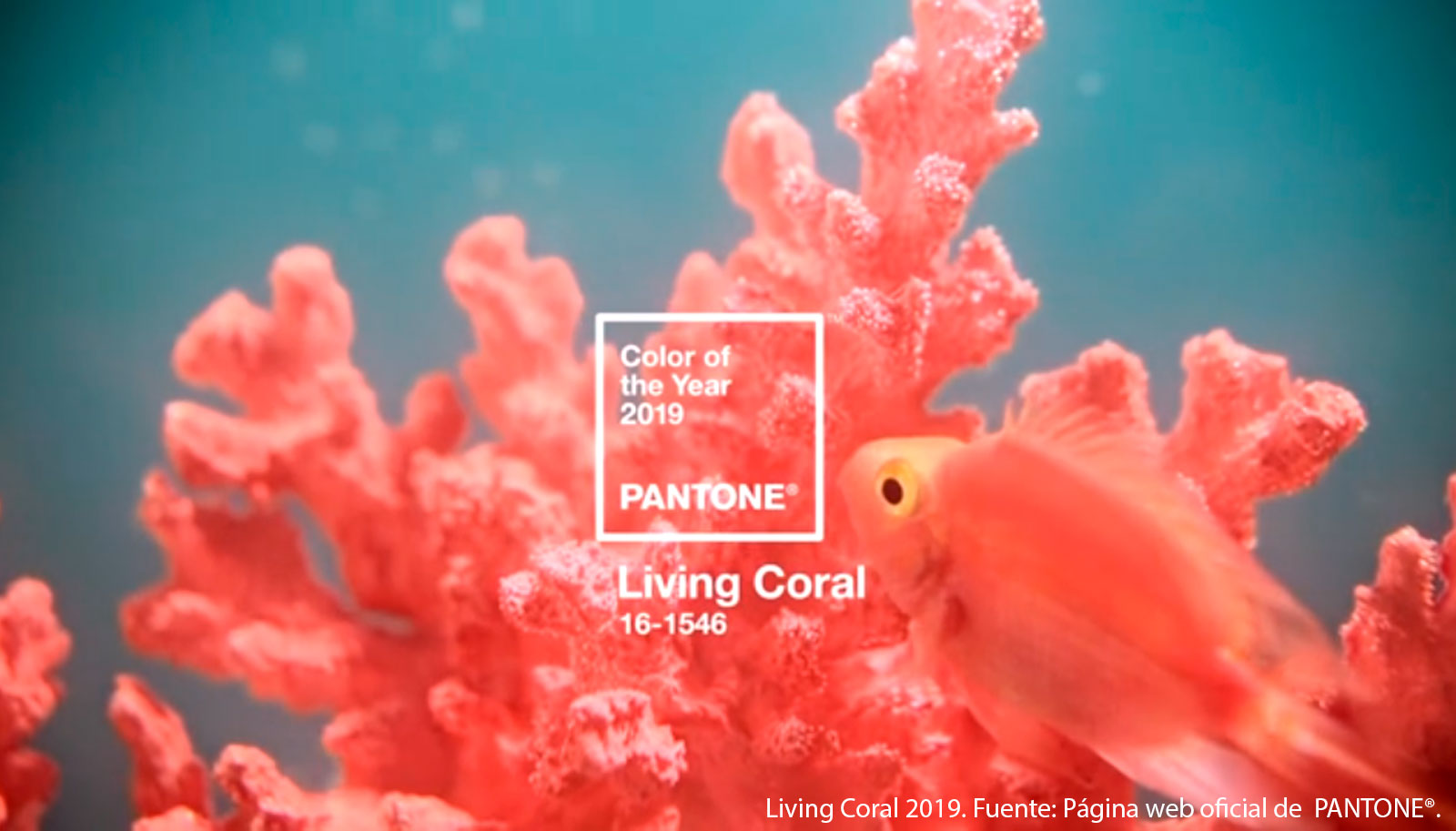 Living Coral 2019. Sácale partido al Pantone del año con Evalcris